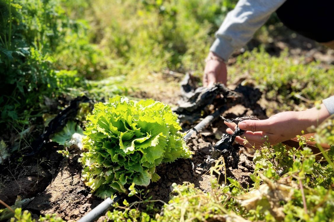 Le gouvernement instaure une instance départementale pour un contrôle unique annuel des agriculteurs