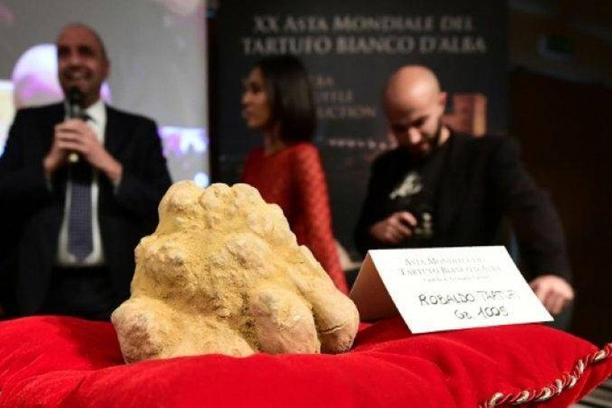 La truffe blanche (truffe d'Alba): Tuber Magnatum Pico - Truffe Aléna La truffe blanche (truffe d'Alba): Tuber Magnatum Pico - Truffe Aléna