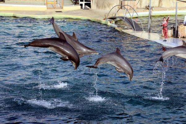 Dégradation des bassins, état de santé des dauphins et des orques ...