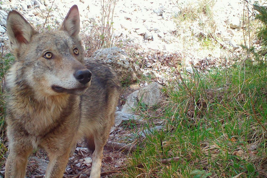 la technologie au service de la cohabitation avec le loup