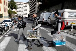 45 chardonnerets ont été saisis vendredi matin au domicile d’un Niçois et les spécimens sauvages relâchés dans la nature.