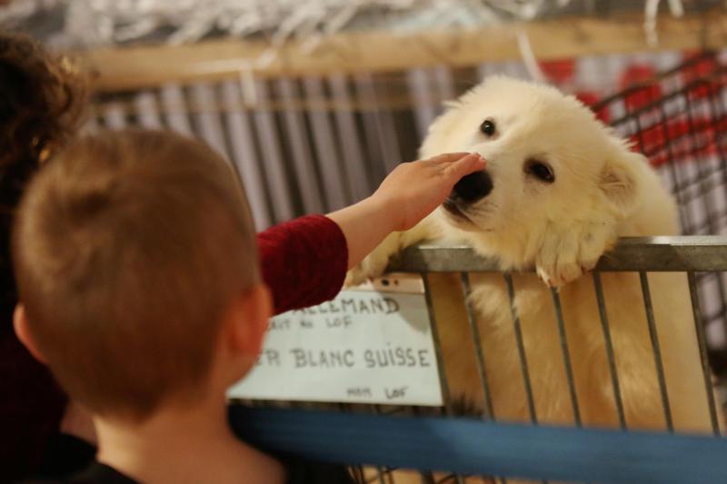 Selon l’association Argos 42, 47,7 % des animaux achetés en salon sont abandonnés dans les mois qui suivent.